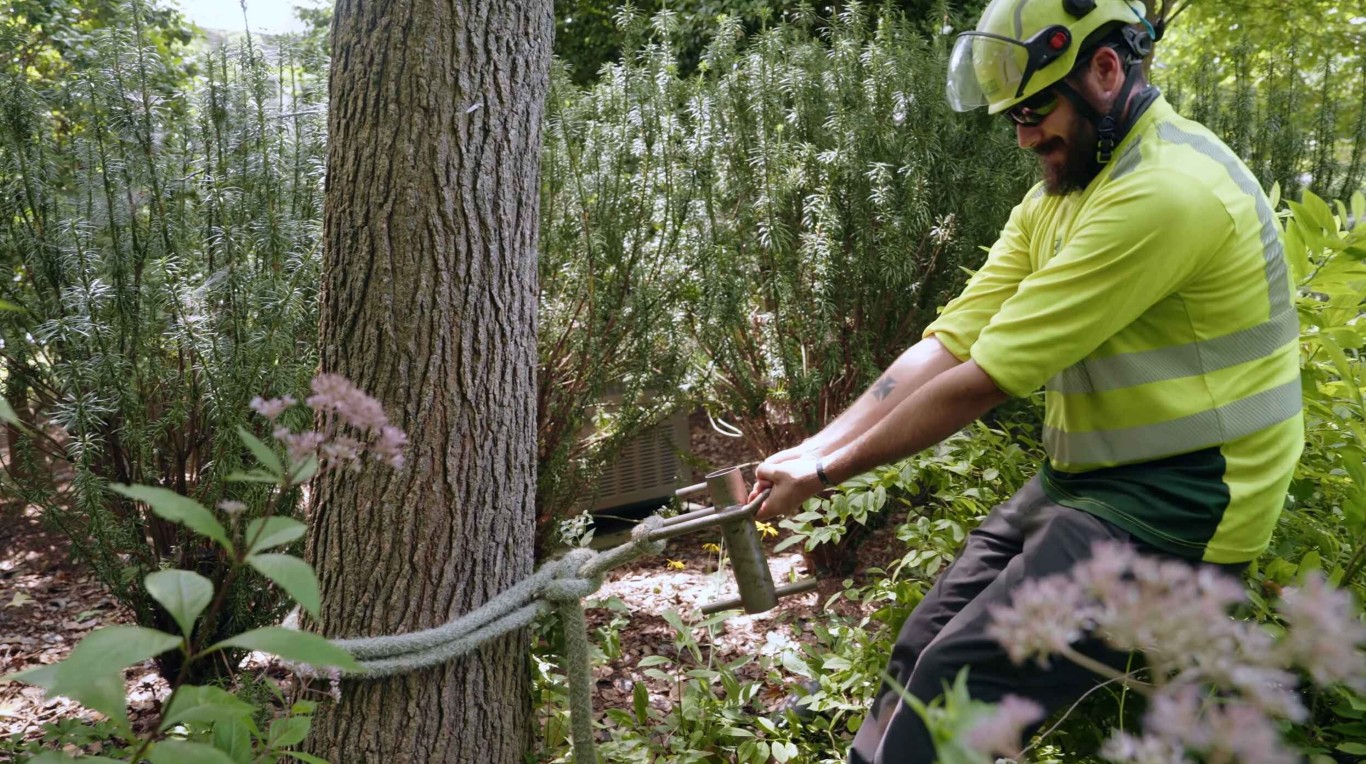 Arborist performing tree health assessment and maintenance with rope system